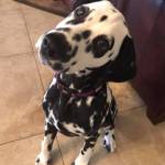 Photo of Harvey & Summer