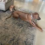 Photo of Zoey and Bailey