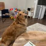 Photo of Riley Grizzly Colby