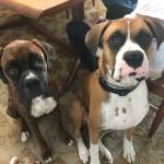 Photo of Lexi & Tank