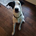 Photo of Alfie & Pete