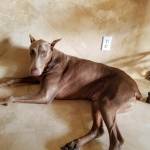 Photo of Harlo & Jager