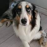 Photo of Coki, Rex & Daisy