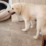 Photo of Sir Lancelot