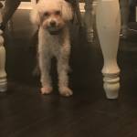 Photo of Teddy Bear / Pumkin