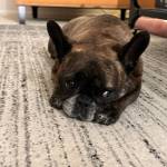 Photo of Lucky / Bacon