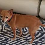 Photo of Hugo & Princess