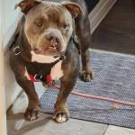 Photo of Loki & Ragnar