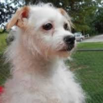 Photo of Lucky / Snoopy / Charlie