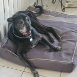 Photo of Senku, Nike & Rambo