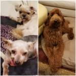 Photo of Remi, Bella & Bentley