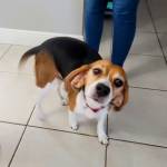 Photo of Copper & Beau