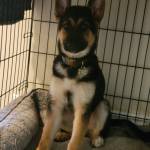 Photo of Nala & Olive