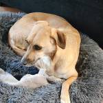 Photo of Gaia, Juno & Luna