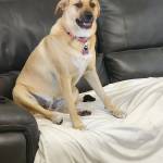 Photo of Bella and Max