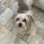 Photo of Dill / Pickle