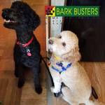 Photo of Gracie and Georgia