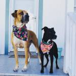 Photo of Jackpot and Jellyroll