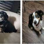 Photo of Pepper & Bentley (Beans)