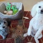 Photo of Jackson and Nolan