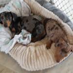 Photo of Milo and Otis