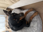 Photo of Liliy