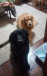 Photo of Buddy and Ranger 