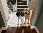 Photo of Finnegan and Daisy