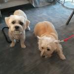 Photo of Daisy and Dolly