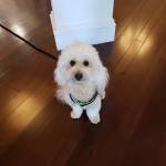 Photo of Buddy, Annabelle & Bella