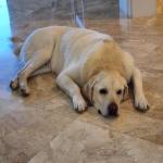 Photo of Stout & Porter