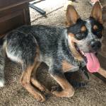 Photo of Tootsie & Trigger