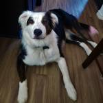 Photo of August and Moose