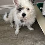 Photo of Snowflake/ Charlie / Riley