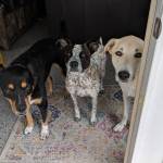 Photo of Gibus, Chico & Diddles