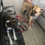 Photo of DJ and Ginger