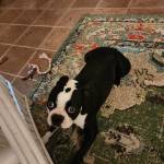 Photo of Ounchie & Lily