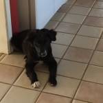 Photo of Shadow & Tank