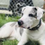 Photo of Marcus Aurelius