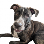 Photo of Ziggy Marley Hernandez