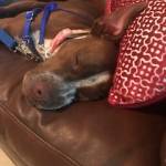 Photo of Stella/Luna