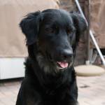 Photo of Rex / Oliver