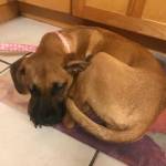 Photo of Polly Jamieson