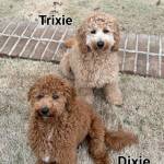 Photo of Trixie & Dixie