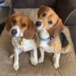 Photo of Milo & Lucy