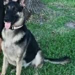 Photo of Kai & Rosie