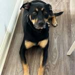 Photo of Rocco / Riley