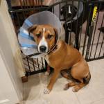 Photo of Remi, Buddy & Oakley