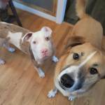 Photo of Bob and Linus