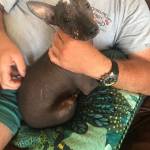 Photo of Buzz / Blue / Benny